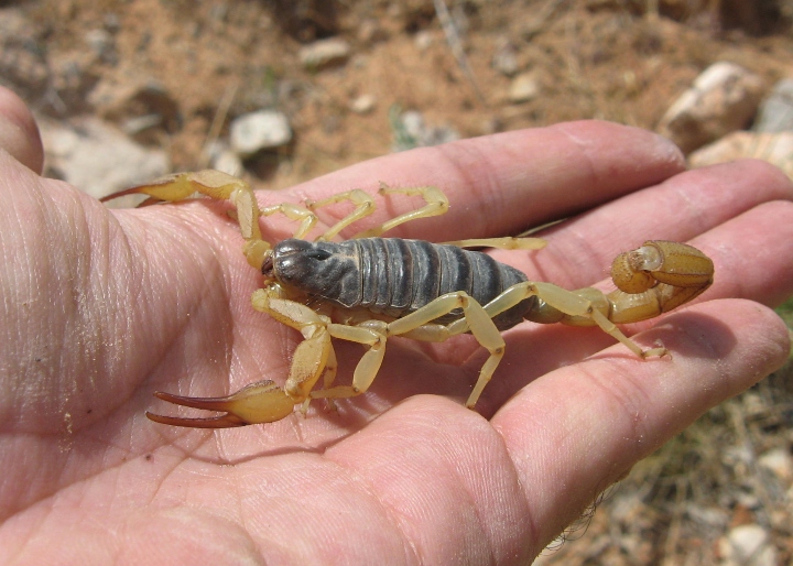Desert Hairy Scorpion